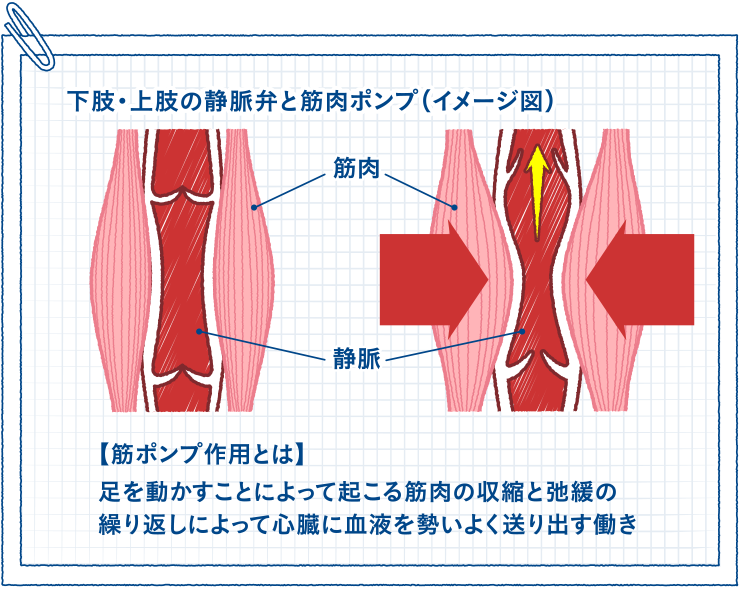 下肢・上肢の静脈弁と筋肉ポンプ（イメージ図）